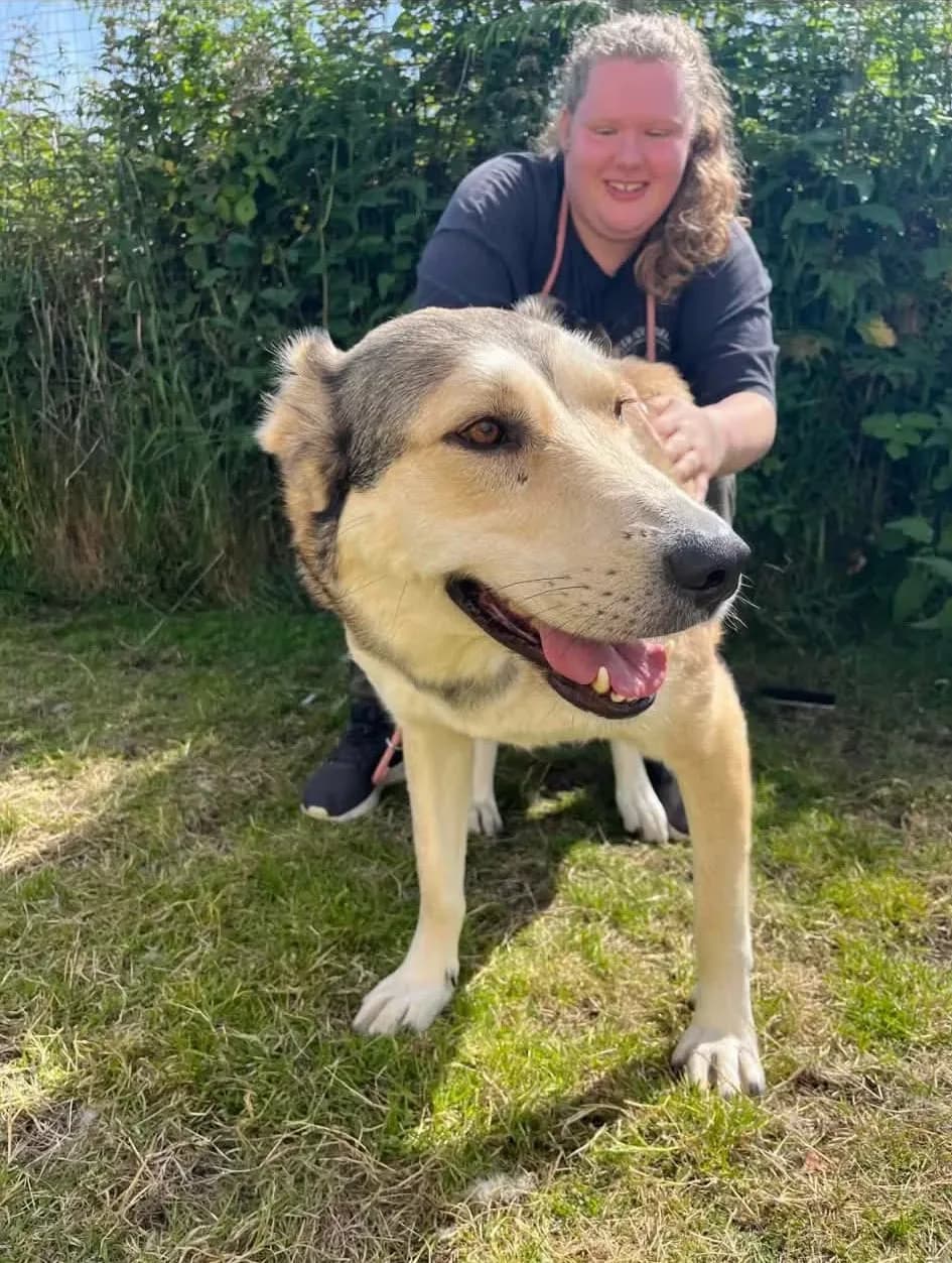 Beanie — Cross-breed