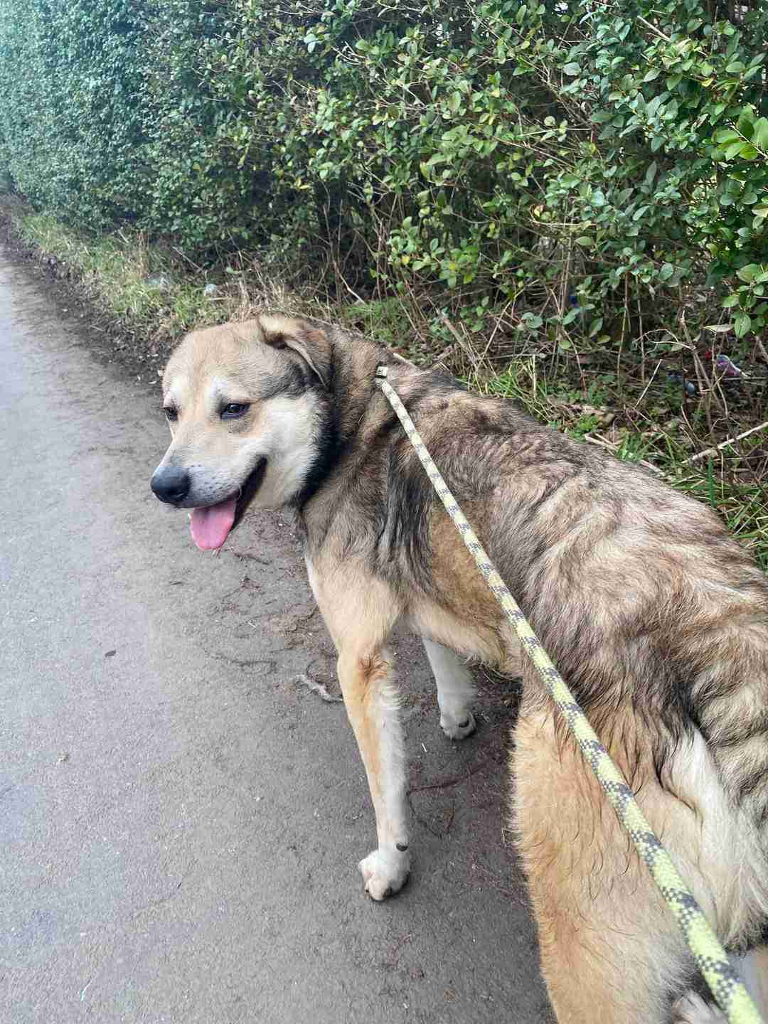 Elvis — Cross-breed