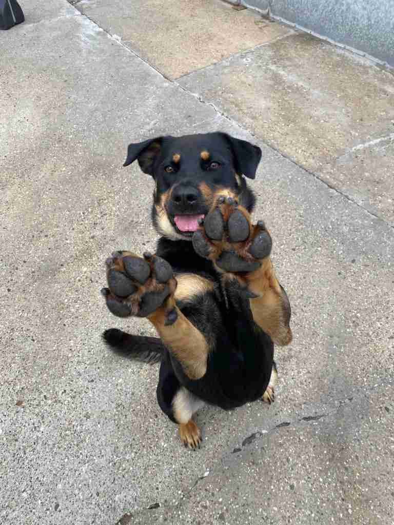 Sonny — Cross-breed