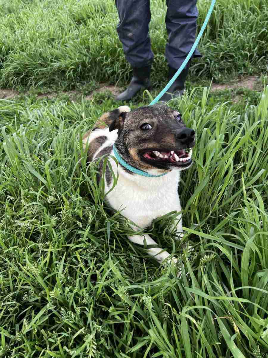 Tina — Cross-breed