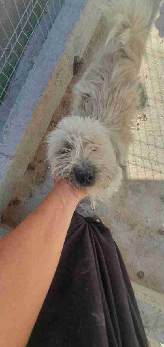 Beau — Cross-breed