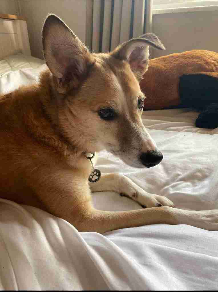 Bailey — Cross-breed