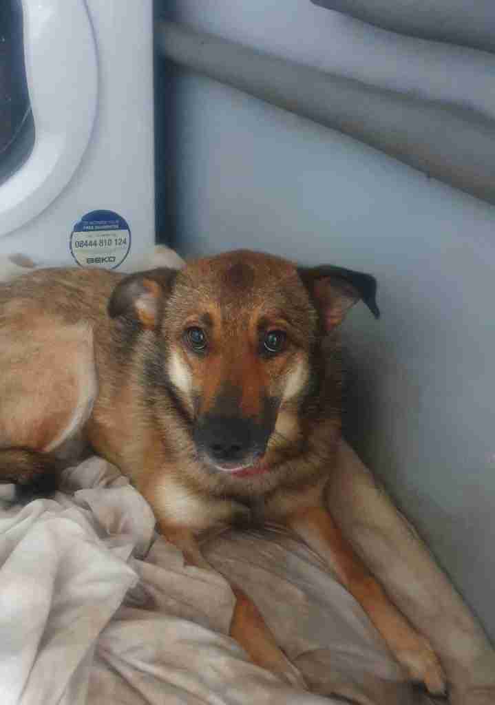 Annette — Cross-breed