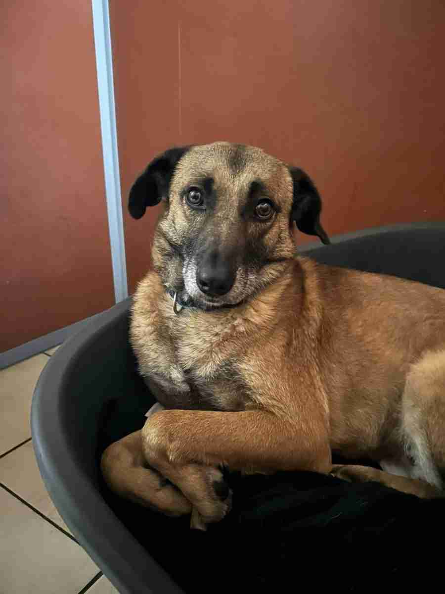 Brutus — Cross-breed