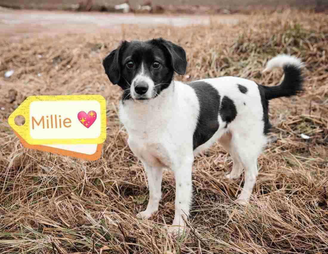 Millie — Cross-breed