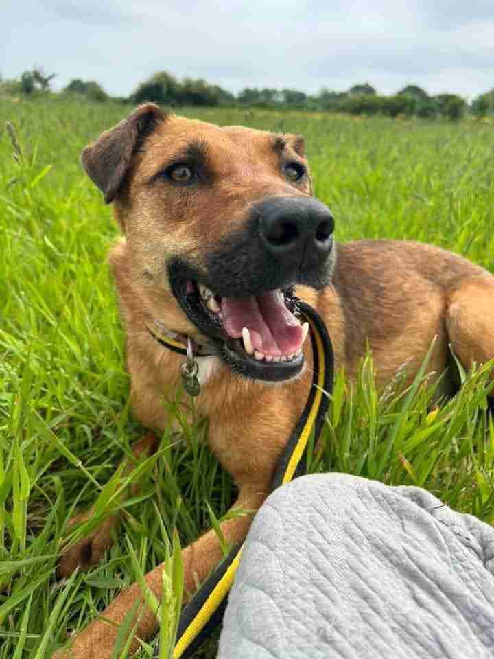 Meggie — Cross-breed