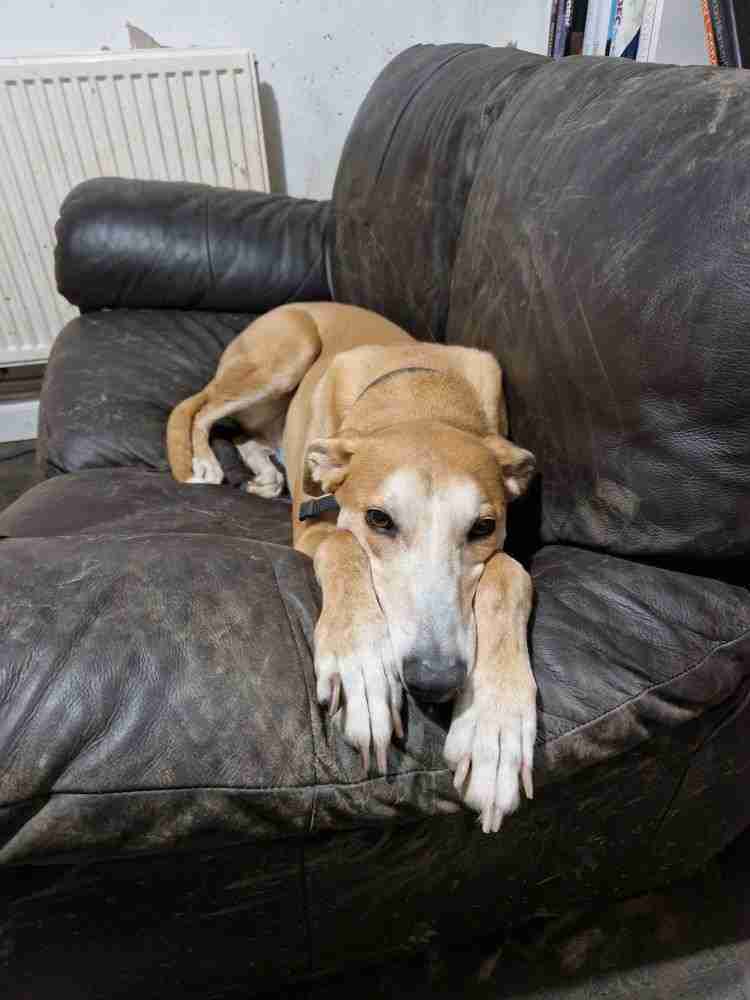 Bailey — Lurcher