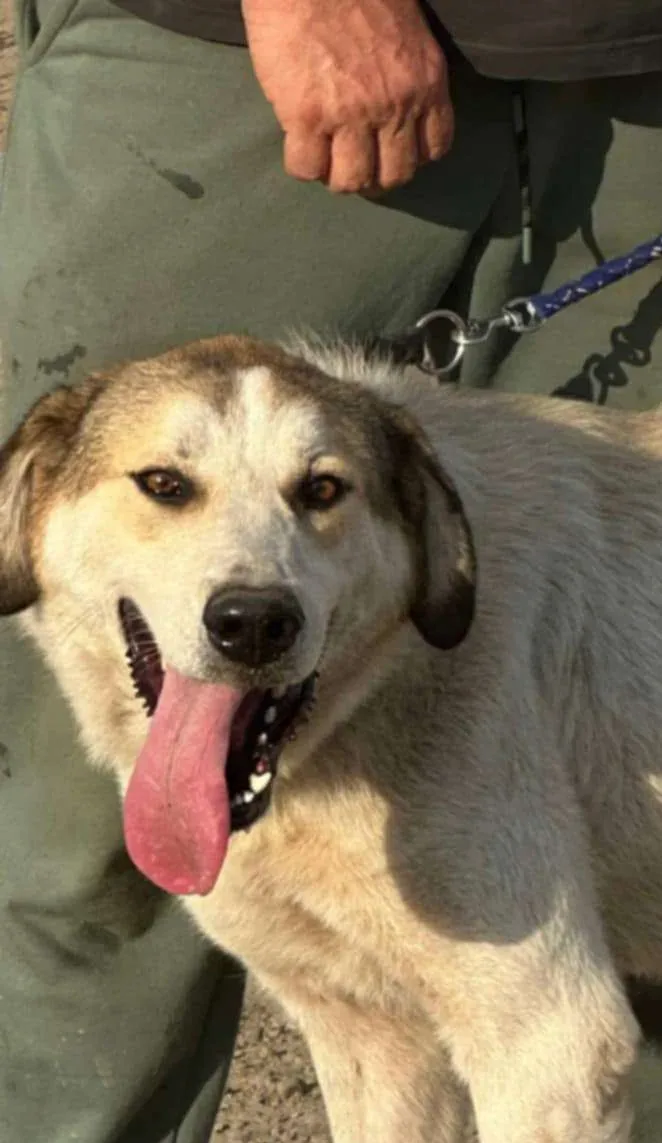 Toby — Cross-breed