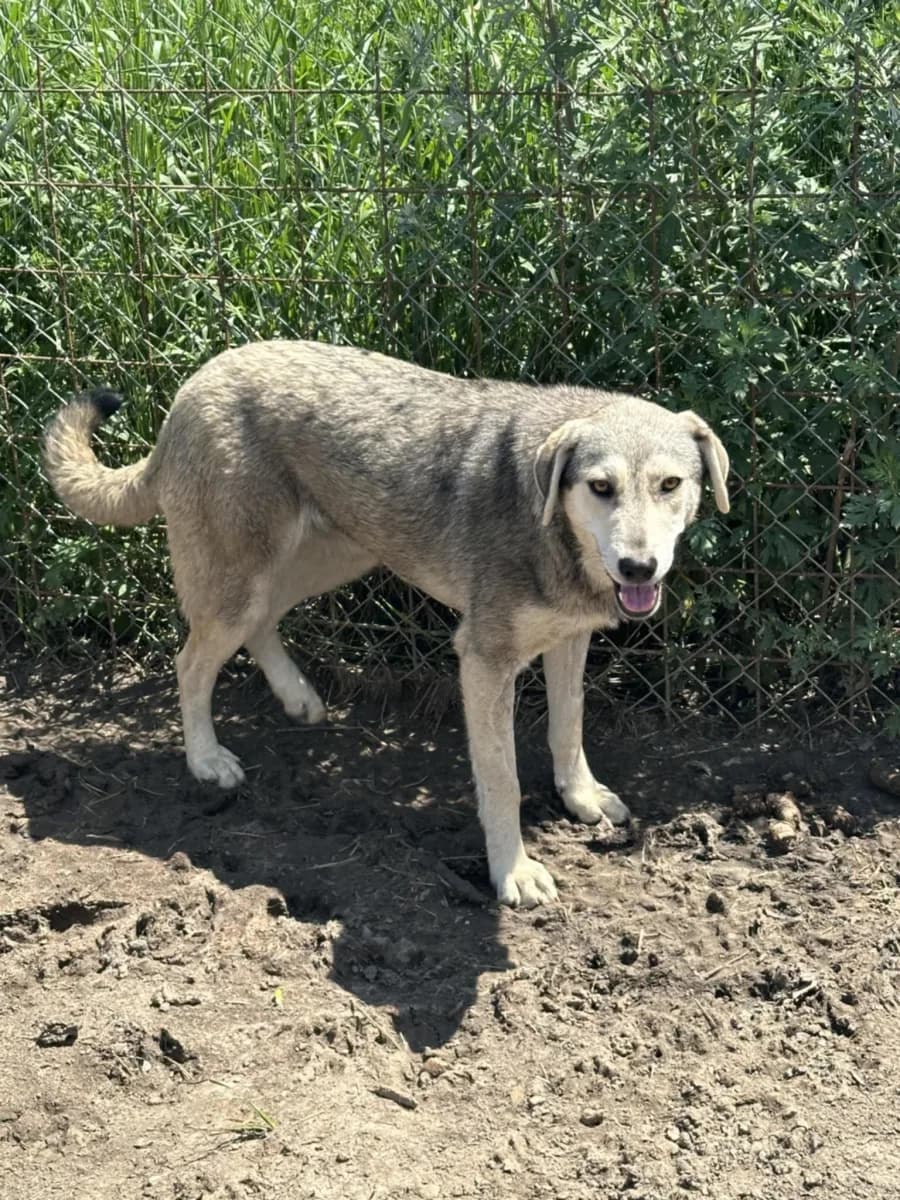 Pearl — Cross-breed