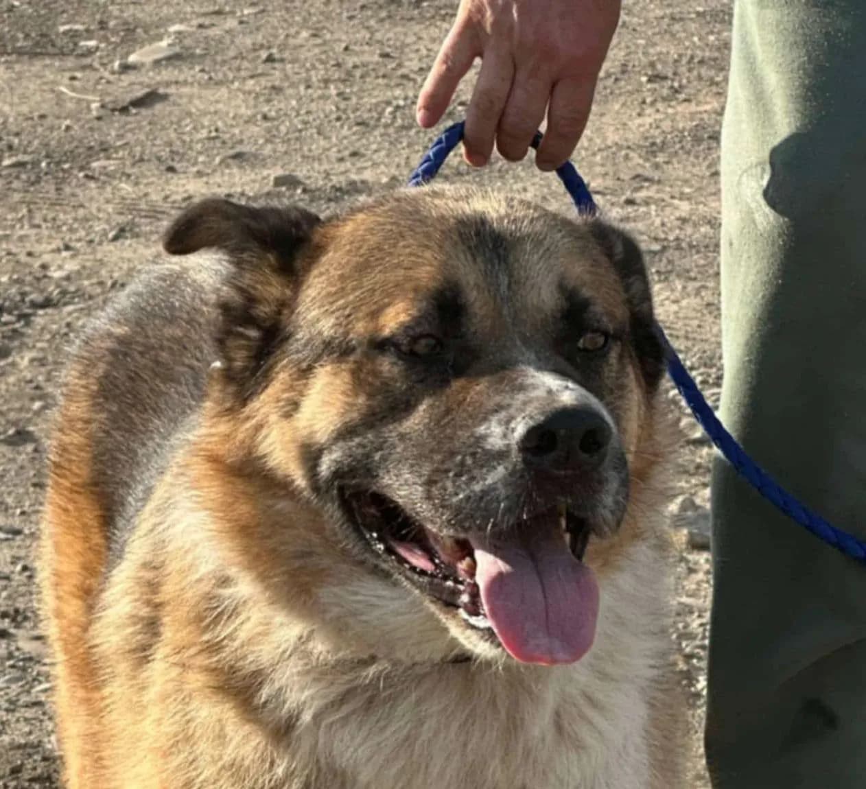 Maddox — Cross-breed