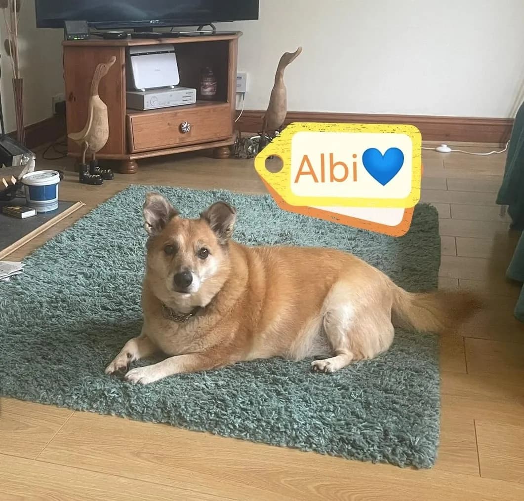 Albi — Cross-breed