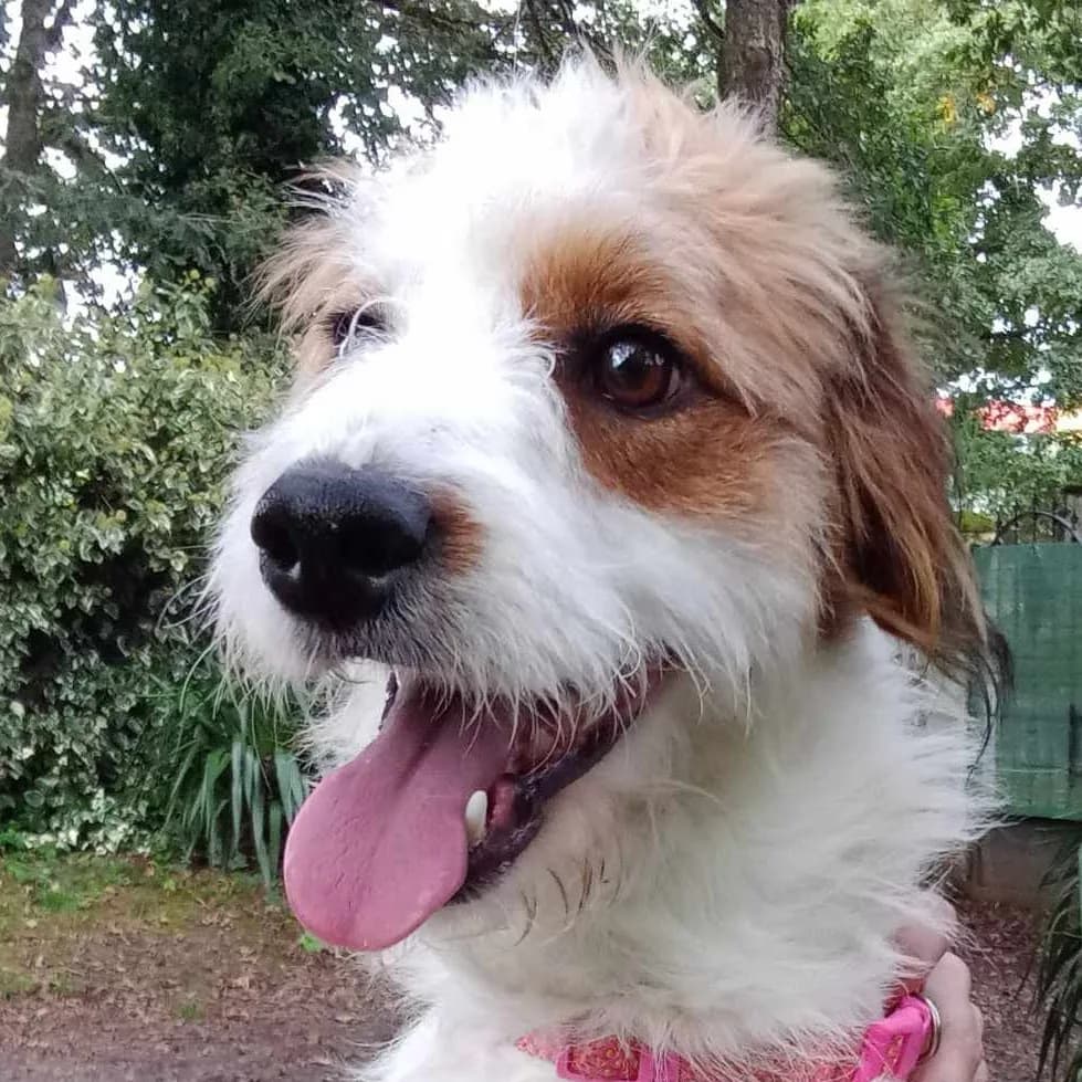 Lola — Cross-breed