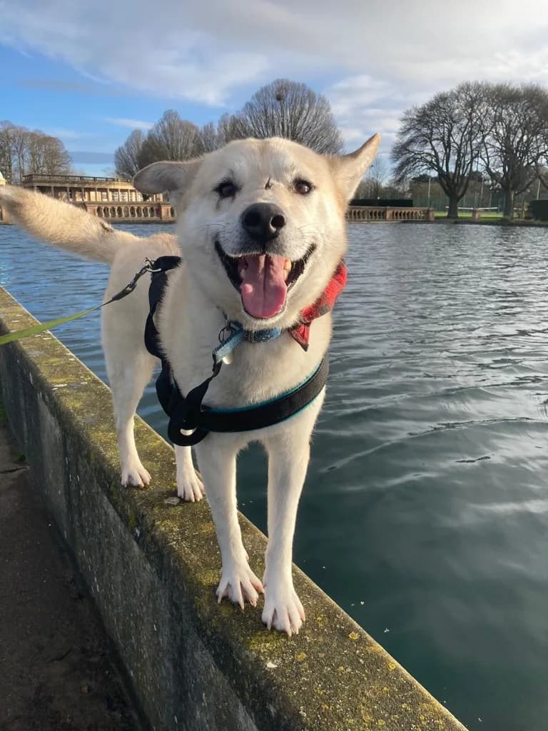 Fivos — Husky Cross