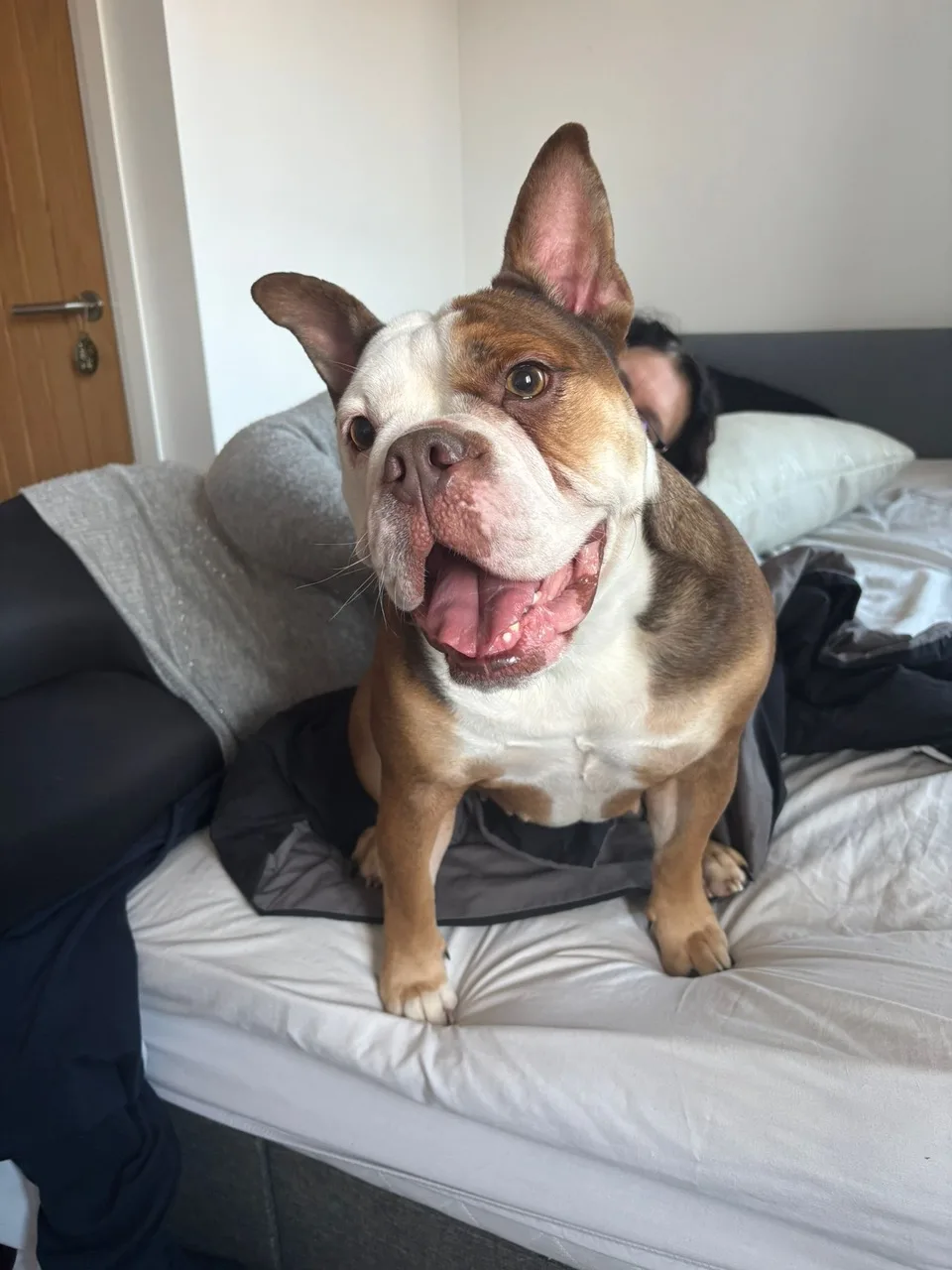 Zena — Bulldog Cross