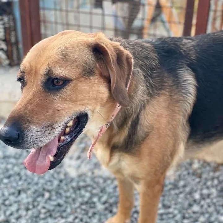 Athena — Cross-breed