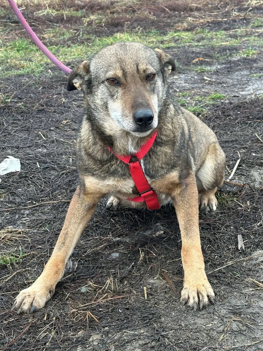 Poppy — Cross-breed