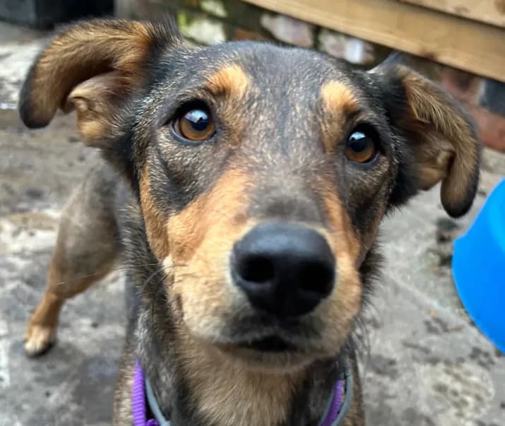 Rolo — Cross-breed