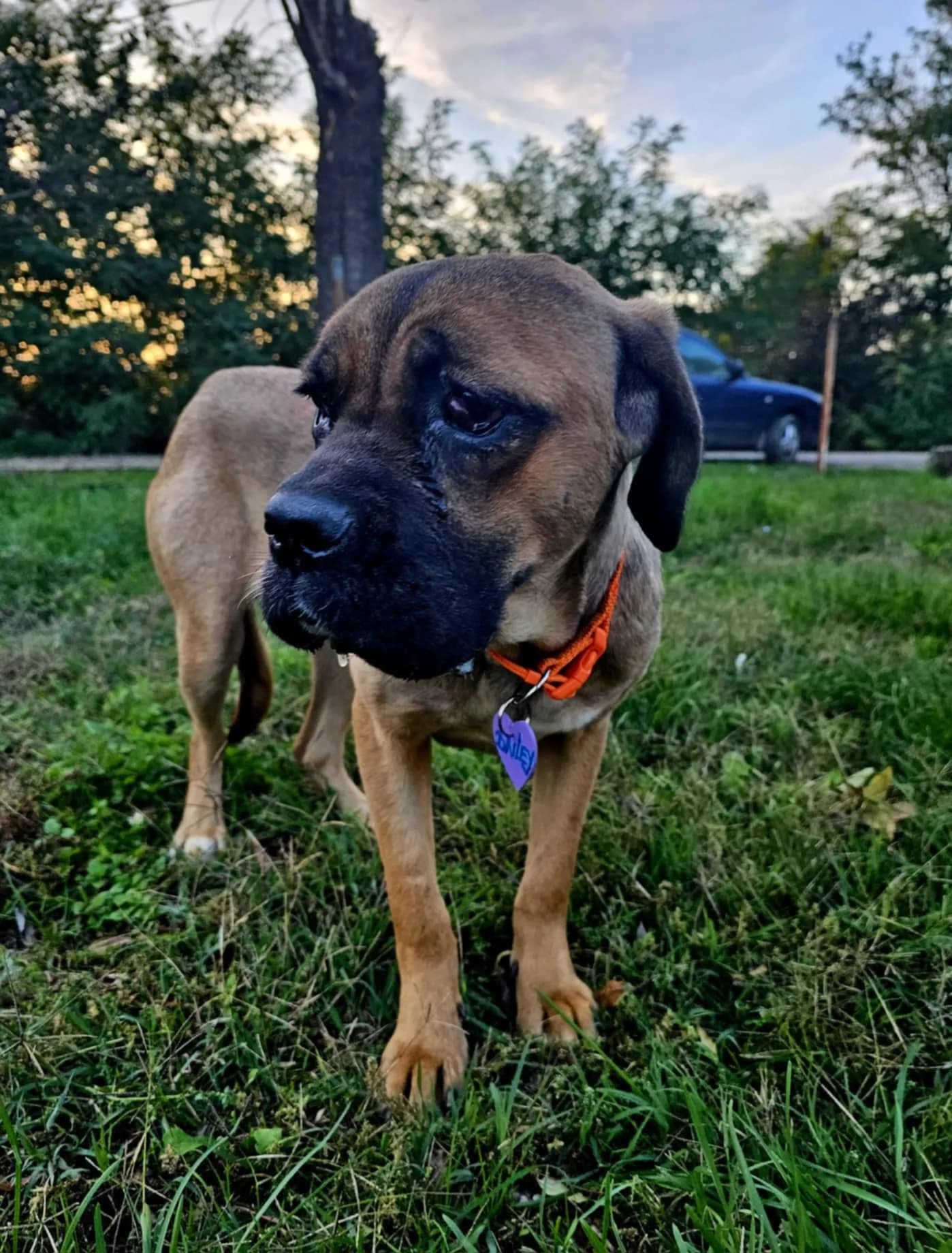 Bailey — Cross-breed