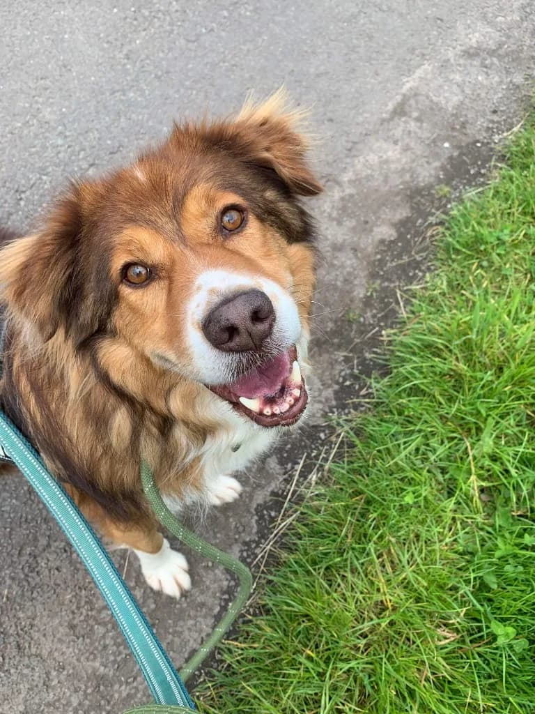 Pongo — Cross-breed