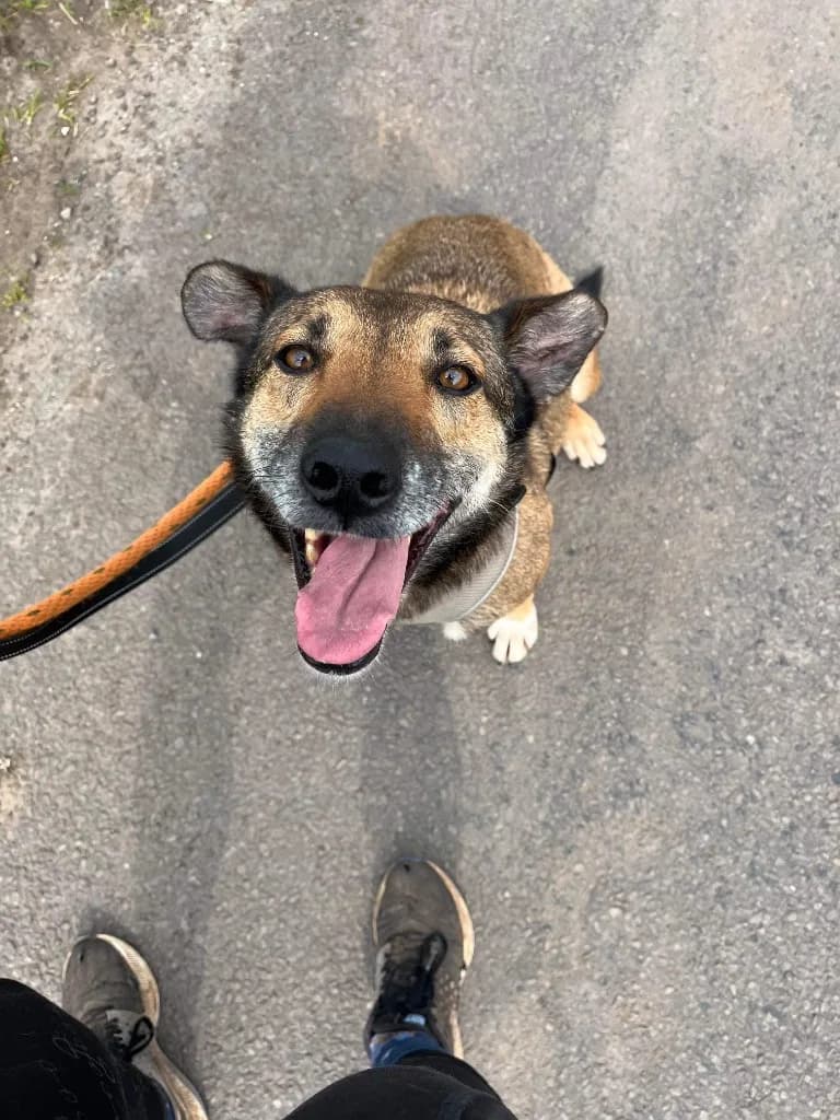 Faith — Cross-breed