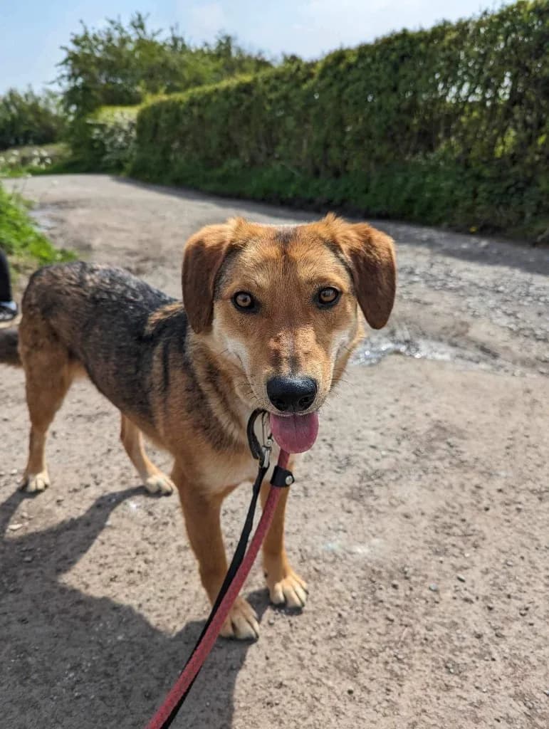 Shiloh — Cross-breed