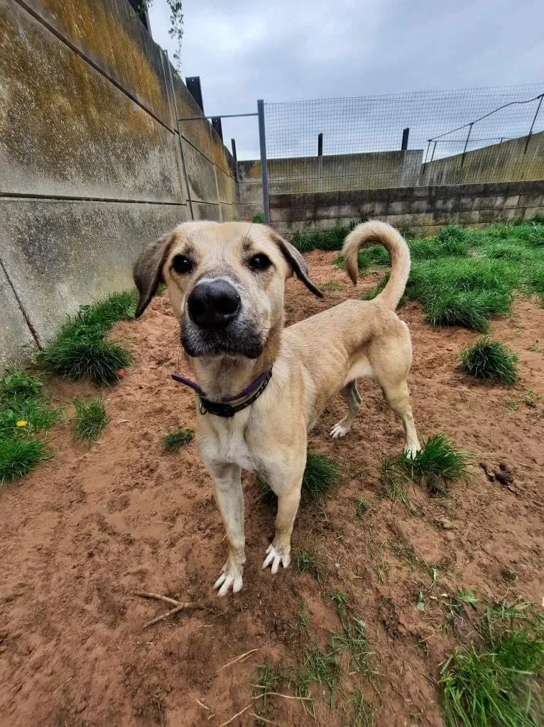 Ziggy — Cross-breed