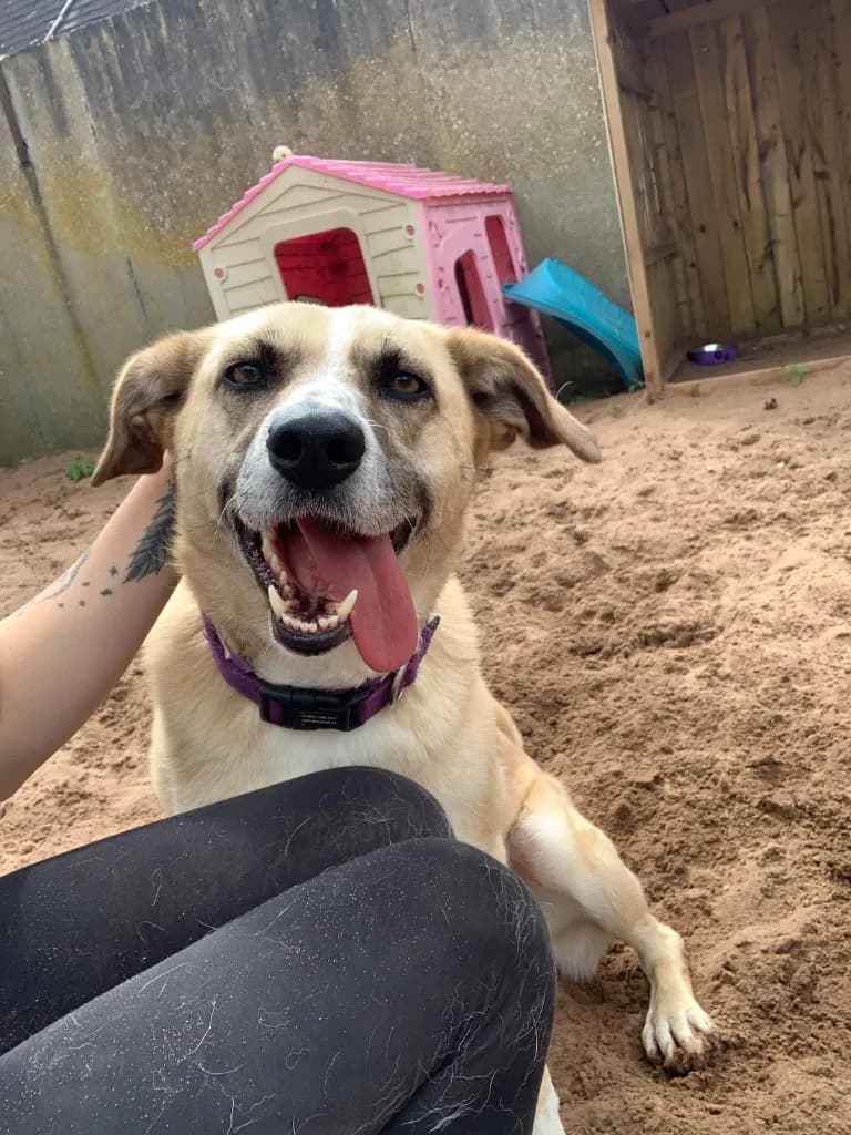 Ruma — Cross-breed