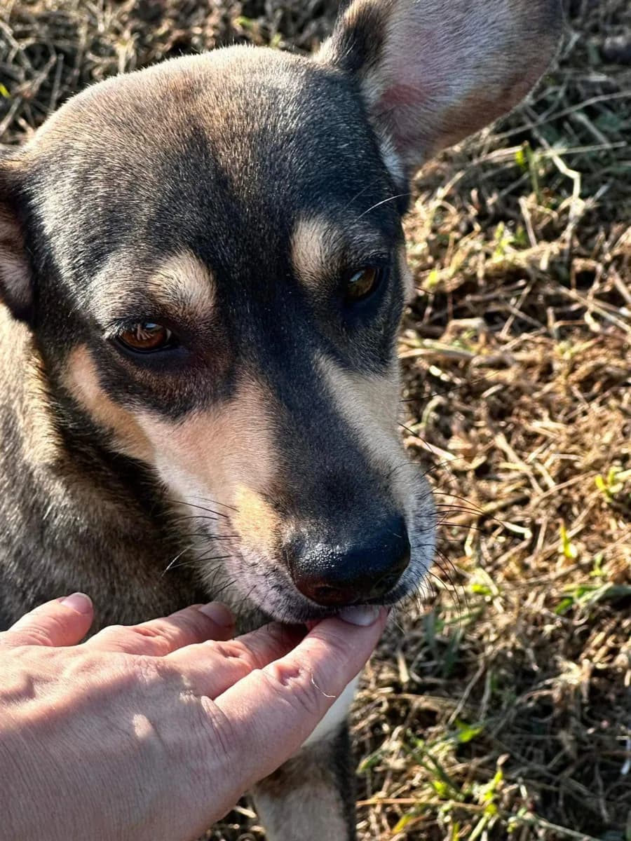 Sadie — Cross-breed