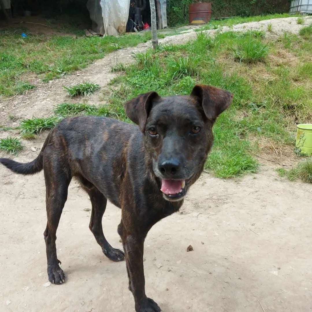 Bobby — Cross-breed