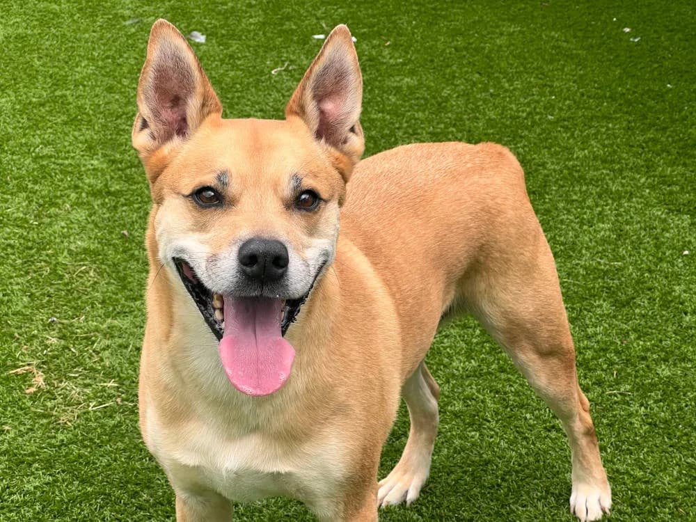 Chester — Husky Cross Staffordshire Bull Terrier