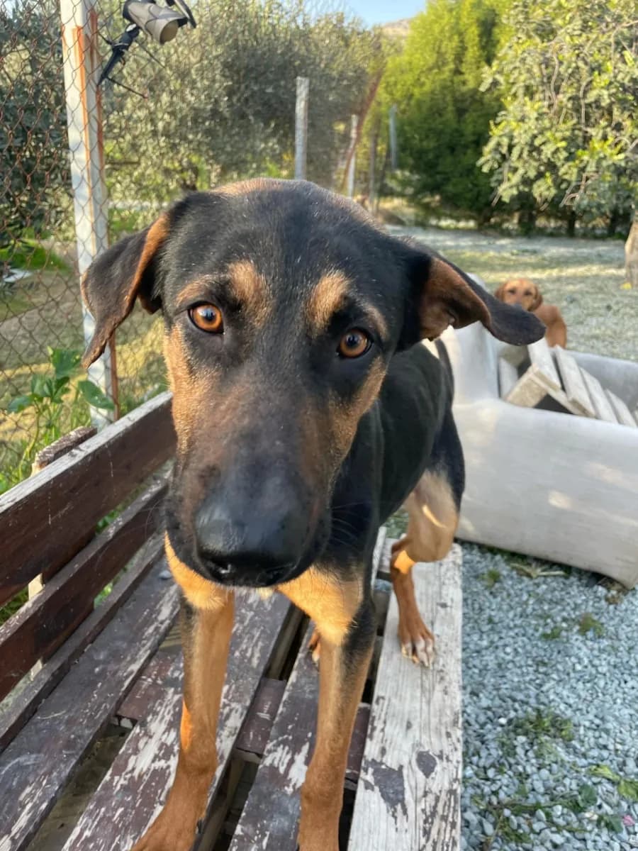 Brady — Cross-breed