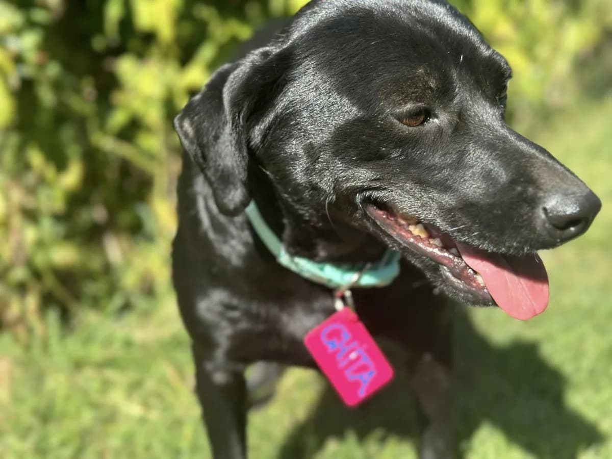 Chita — Labrador Retriever Cross