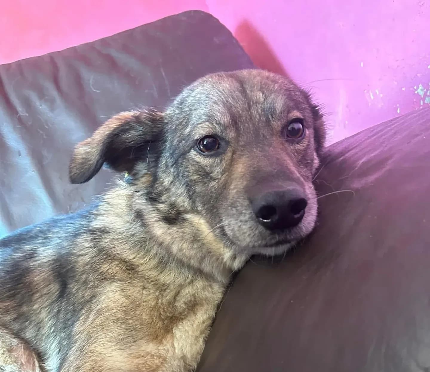 Stanley — Cross-breed