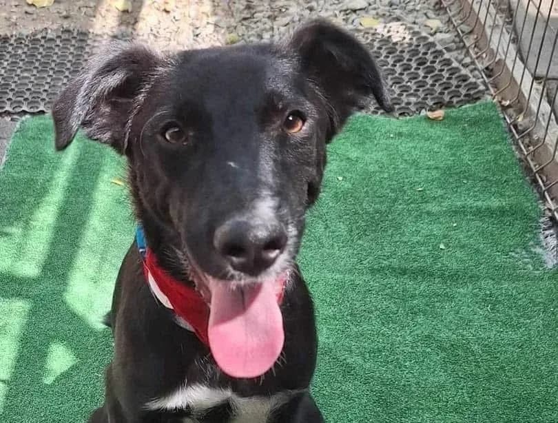 Rupert — Cross-breed