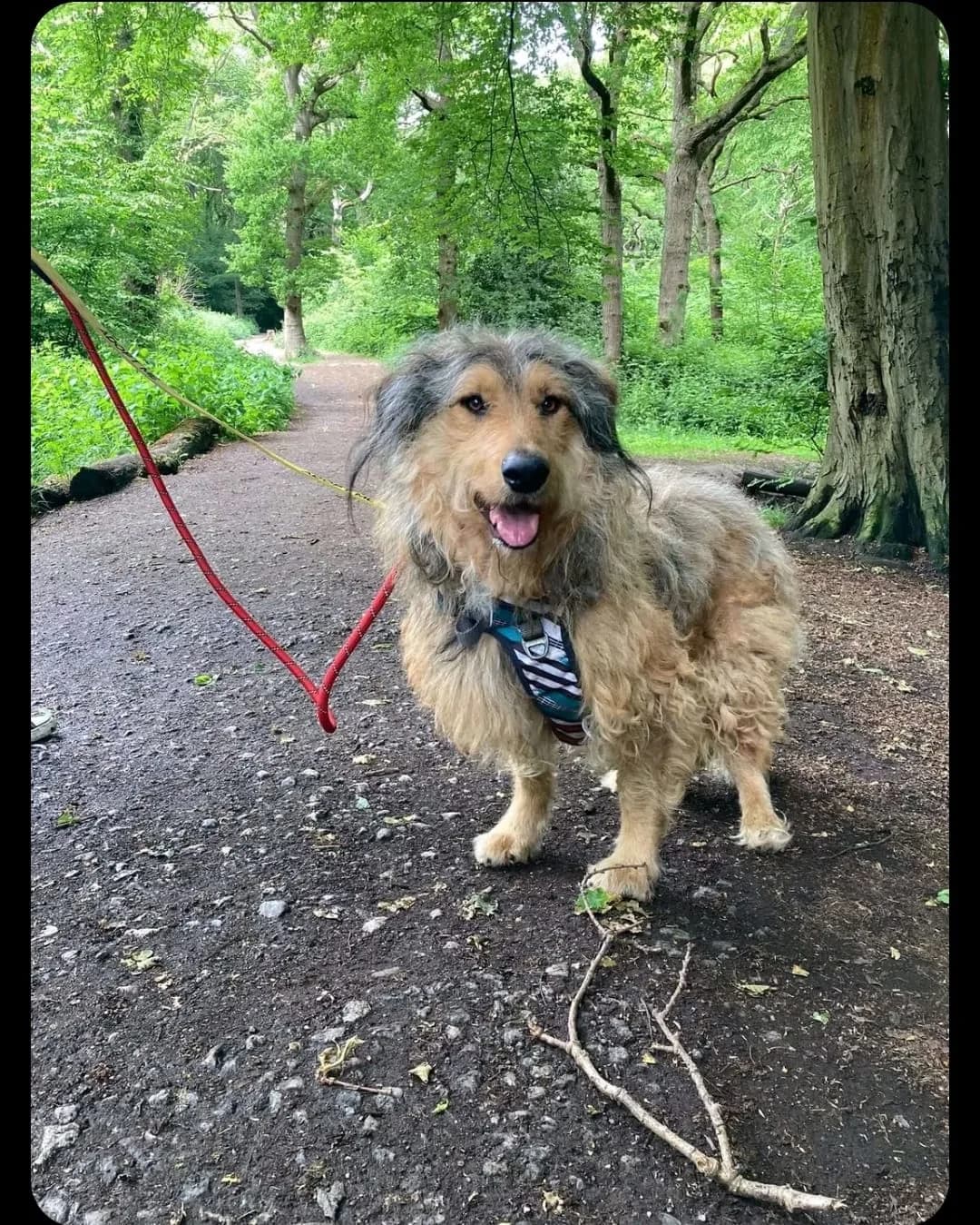 Fraggle — Cross-breed