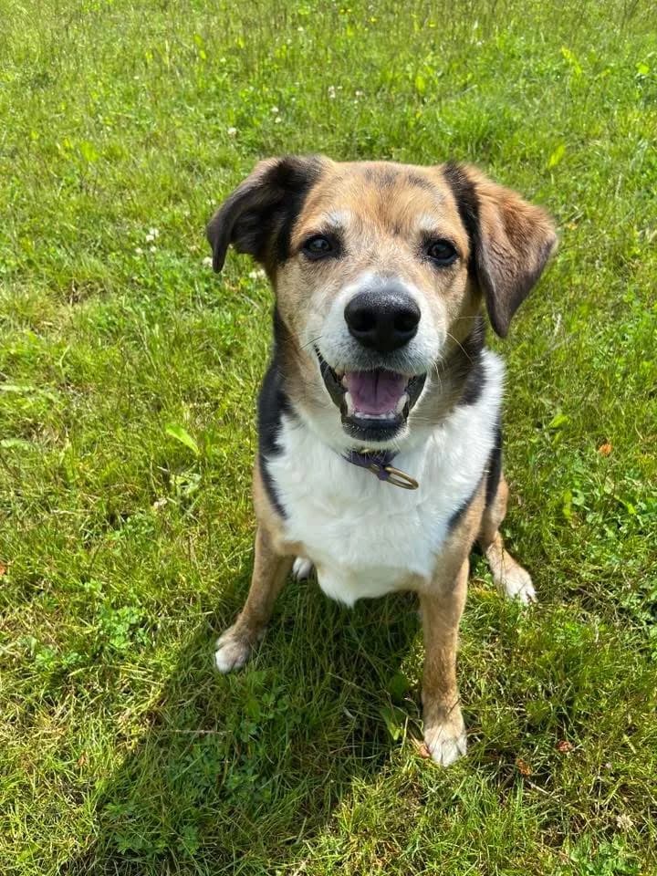 Freddie — Cross-breed