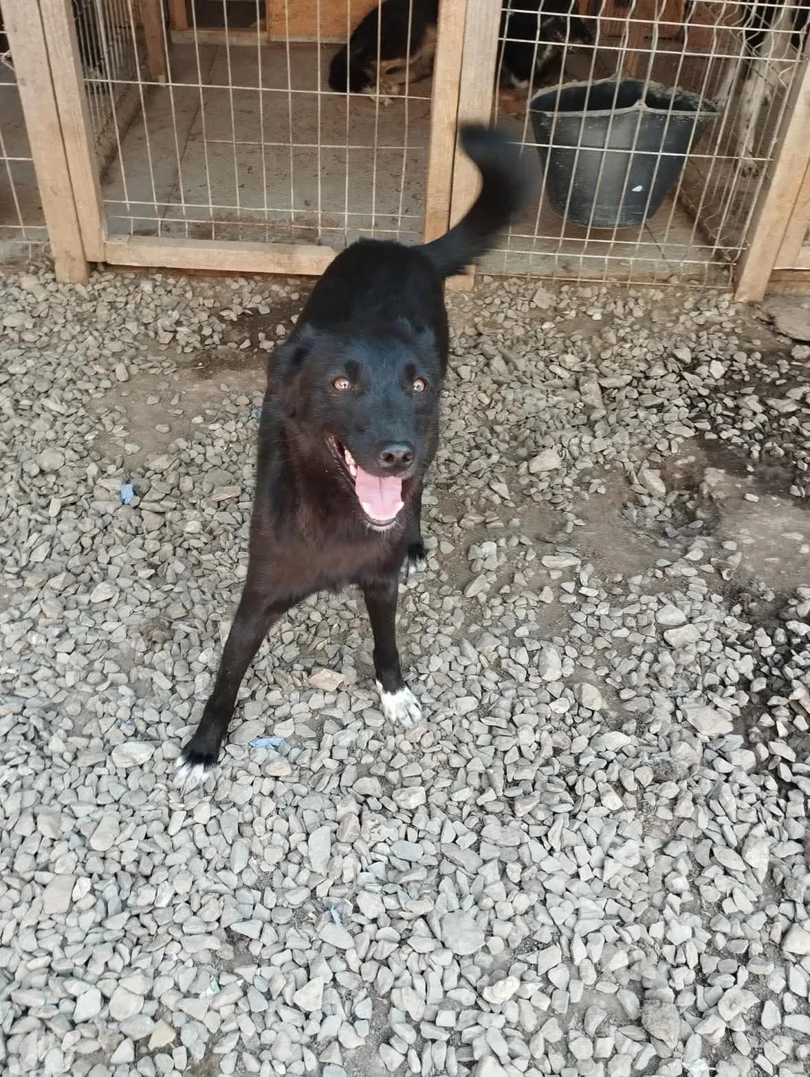 Odin — Cross-breed