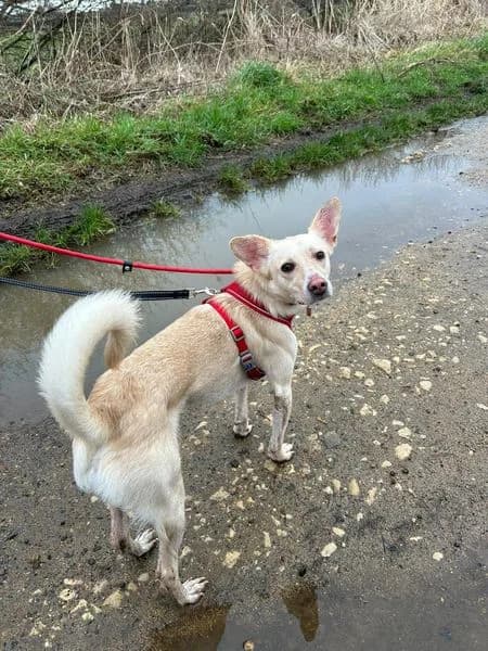 Frankie — Cross-breed