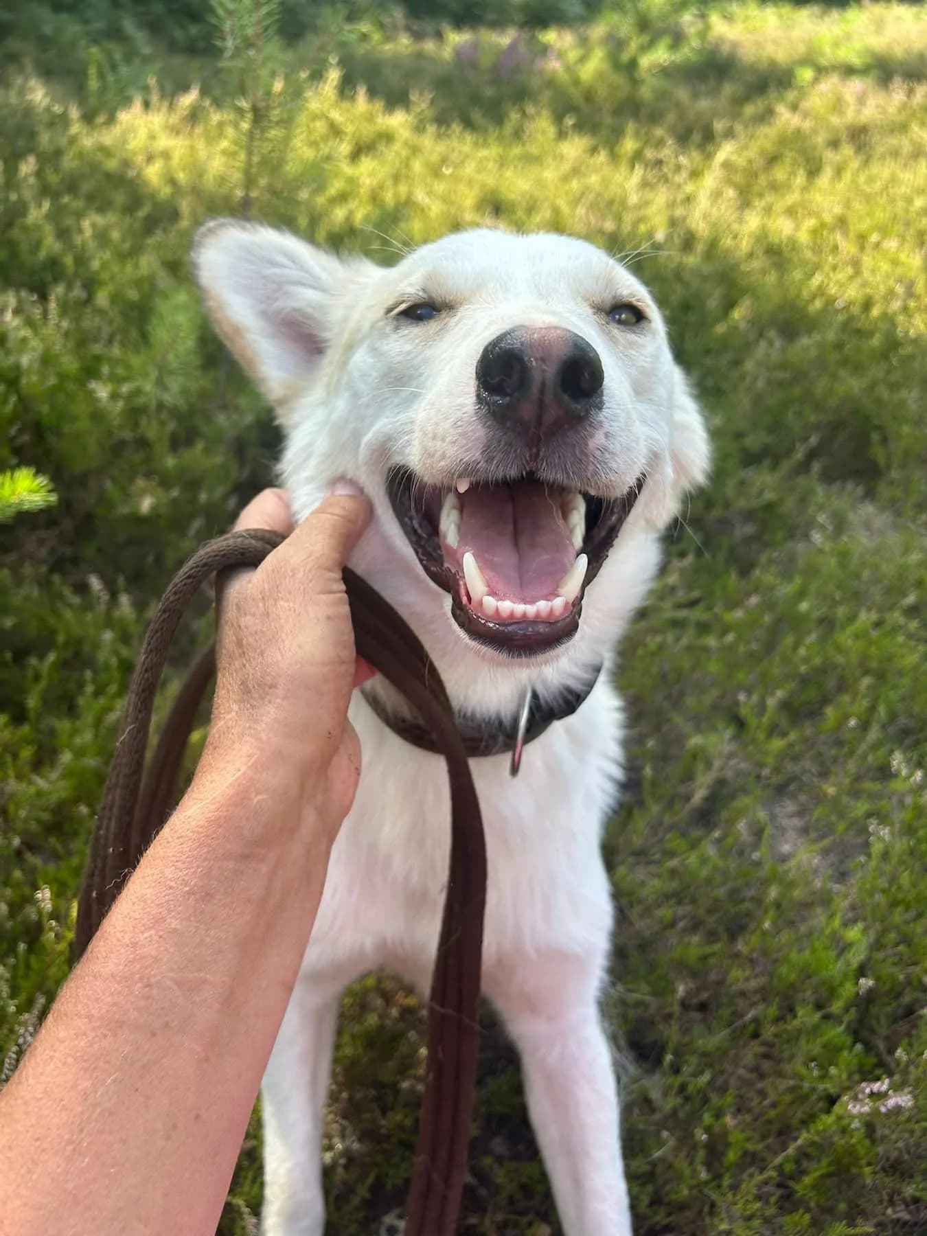 Song — Cross-breed