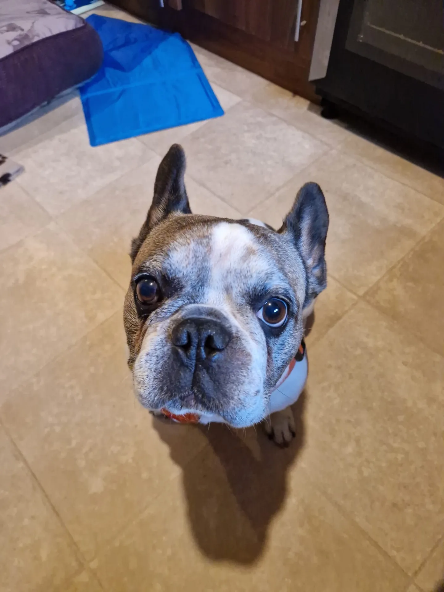 Bruce — French Bulldog