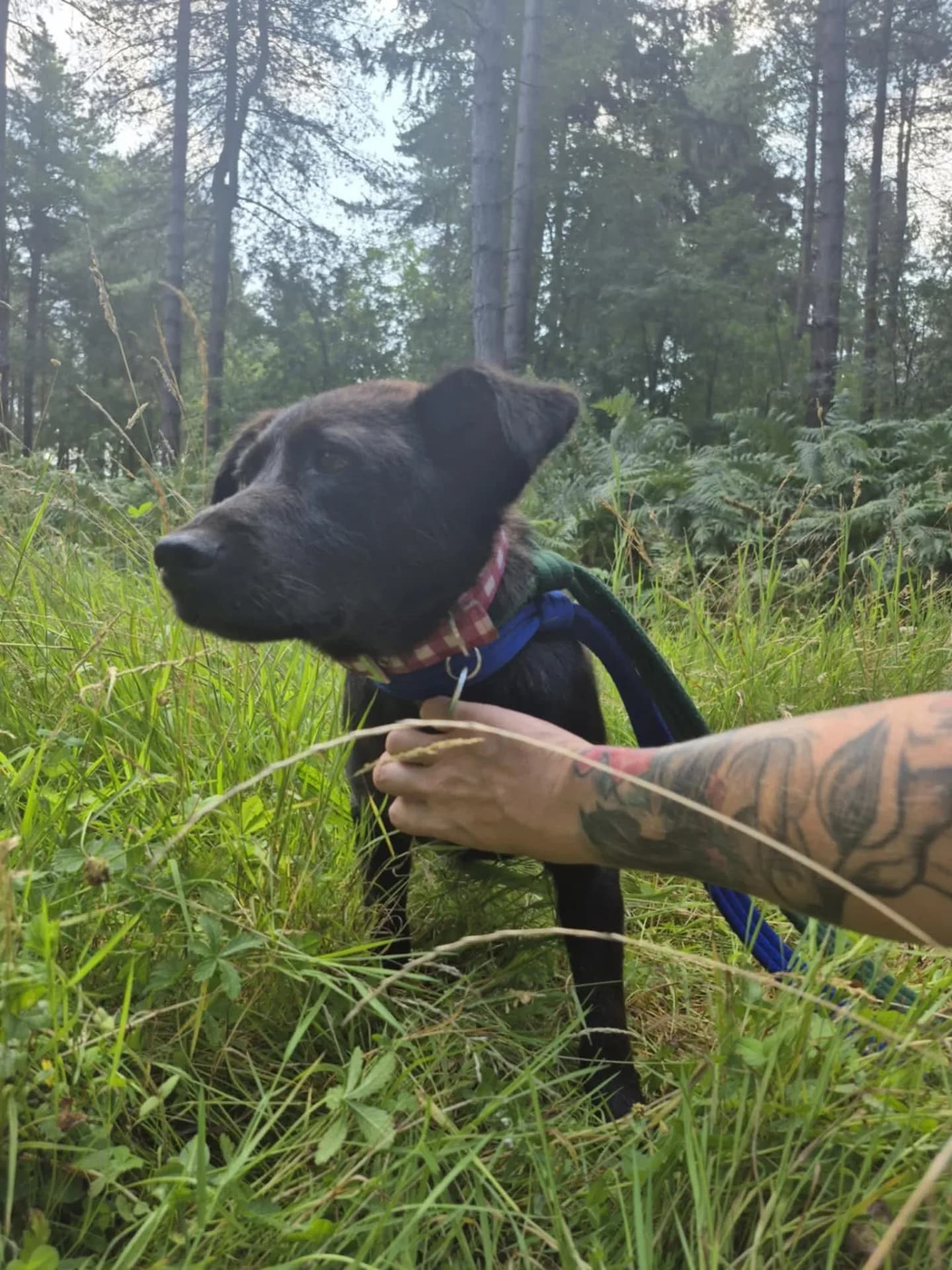 Blossy — Cross-breed