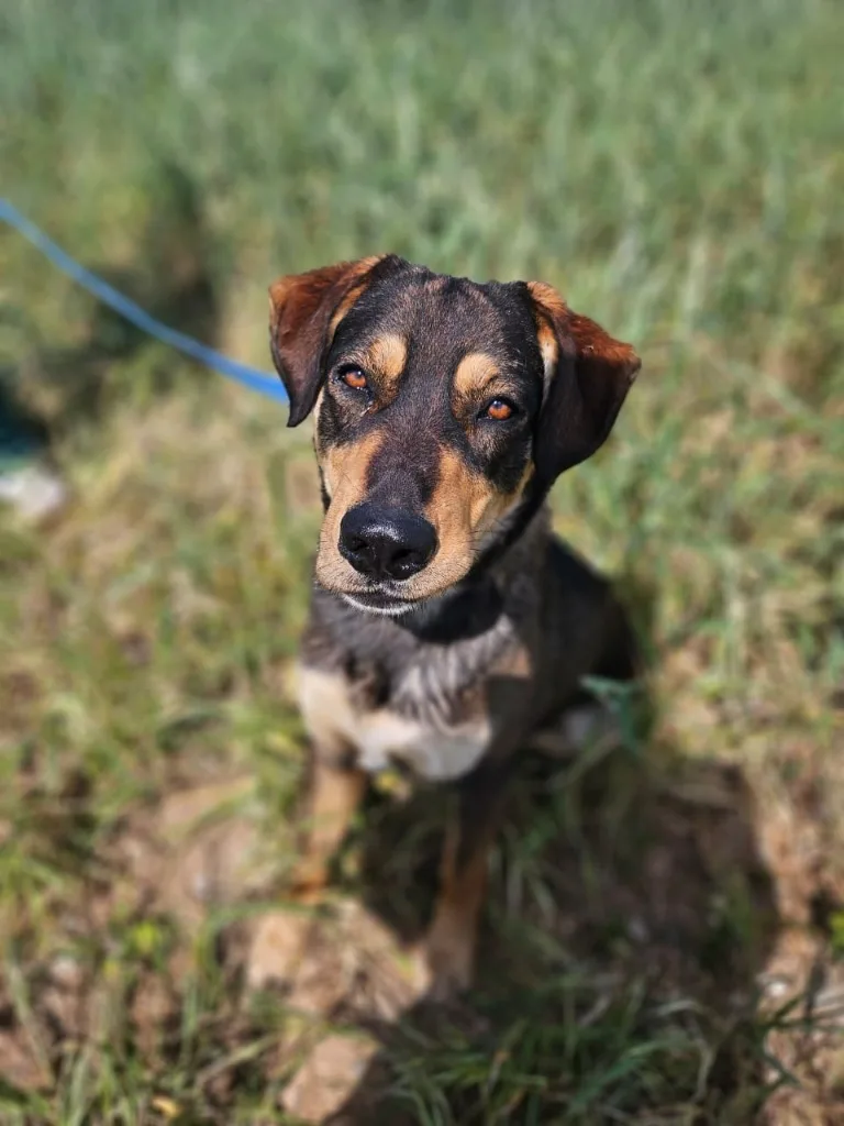 Vasilis — Cross-breed