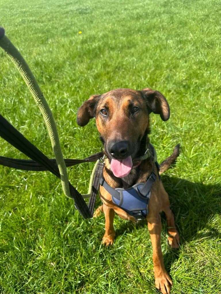 Carrie — Cross-breed