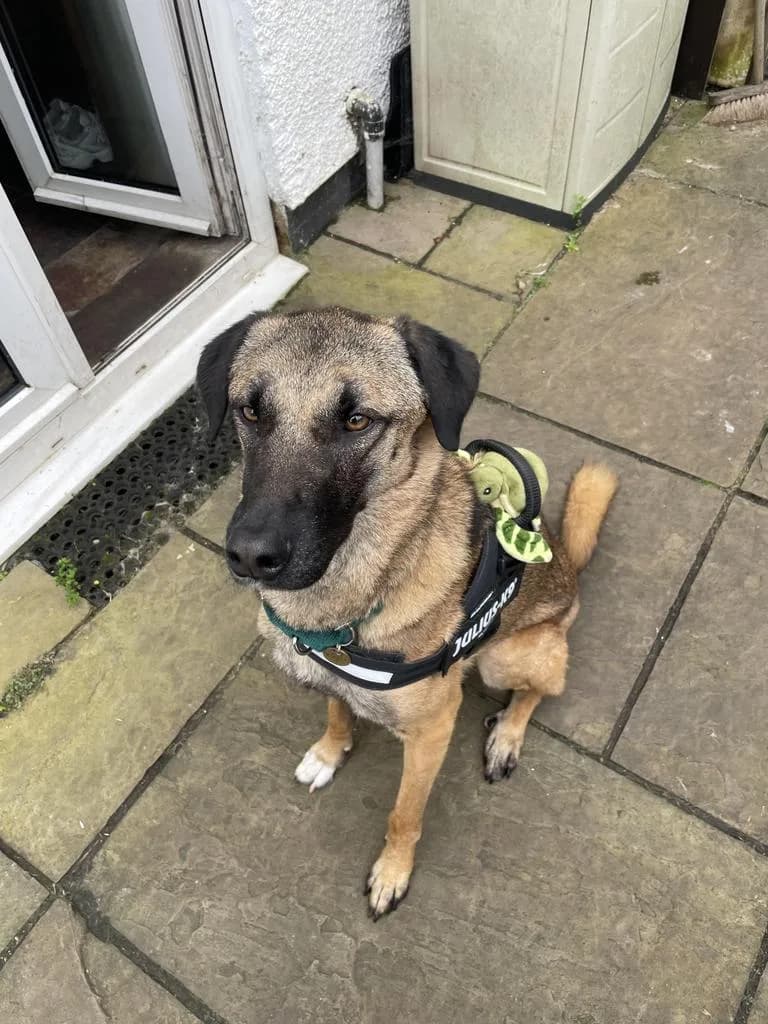 Pickle — Cross-breed