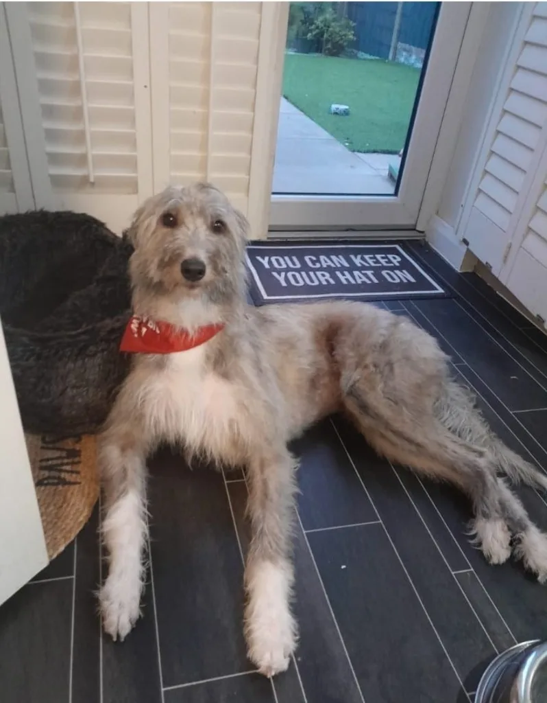 Merlin — Cross-breed