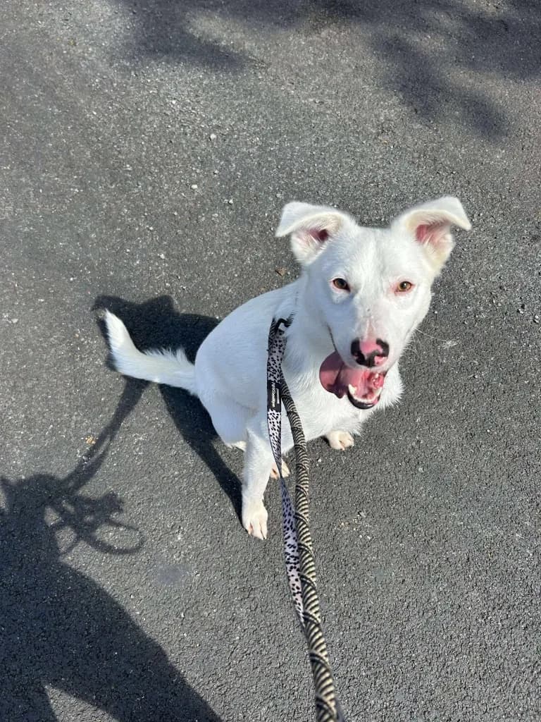 Goose — Cross-breed