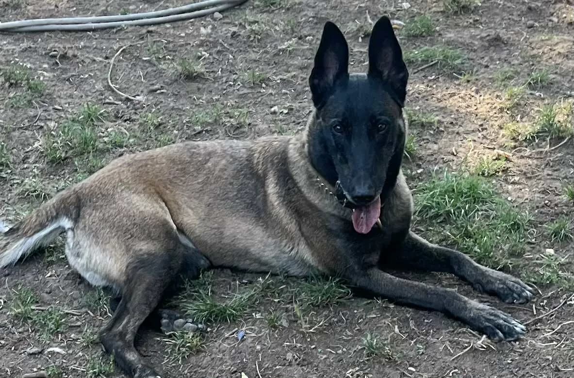 Roxy — Belgian Shepherd Malinois