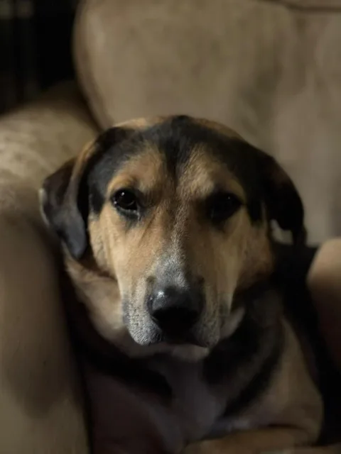 Kobi — Labrador Retriever Cross