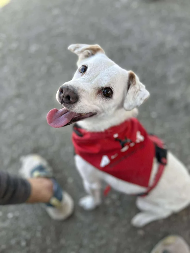 Bobby — Jack Russell Terrier Cross