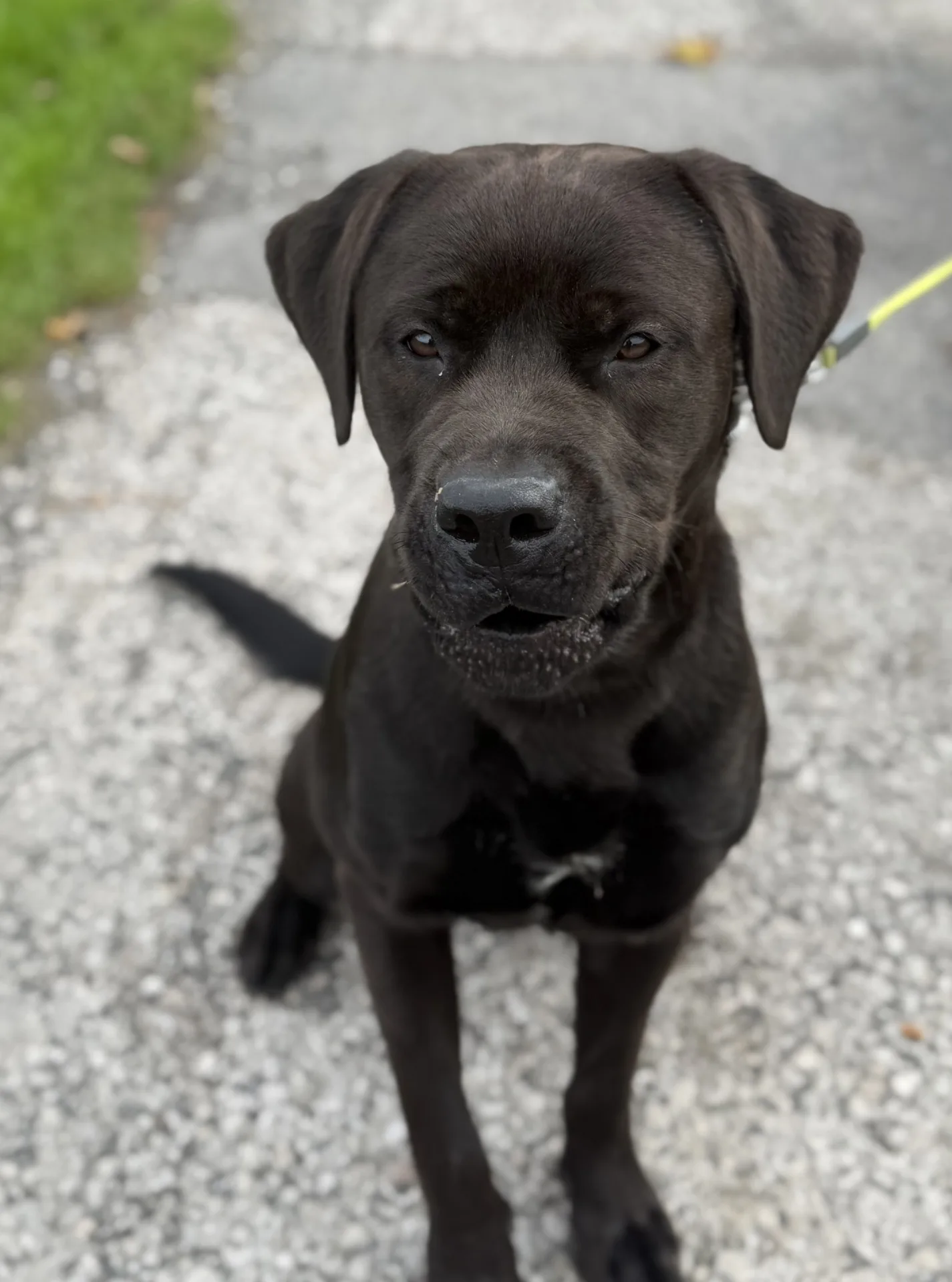 Benji — Dogue De Bordeaux Cross Labrador Retriever